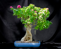 #47E Bougainvillea, Pink Pixie