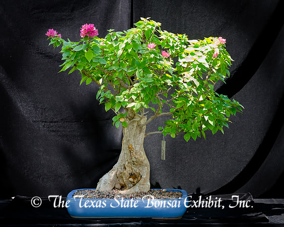 #47E Bougainvillea, Pink Pixie