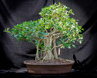 #98E Tigar Bark Ficu