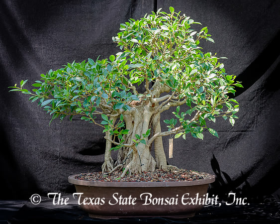 #98E Tigar Bark Ficus