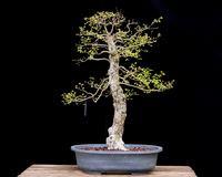 #38 Cedar Elm