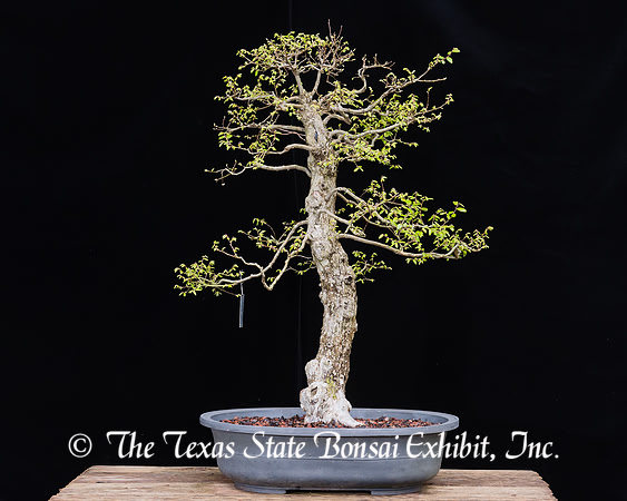 #38 Cedar Elm, 03-12-2017