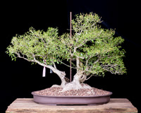 # 8 Ilex vomitoria 'Nana'