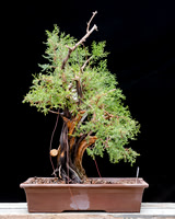 #58E Juniperus ashei