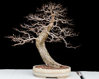 #50 Ulmus crassifolia (Cedar Elm)
