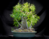 #97E Narrow Leaf Ficus
