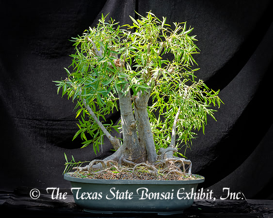 #97E Narrow Leaf Ficus
