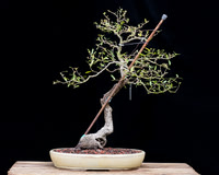 #3 Quercus virginiana
