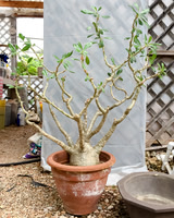 #108 Pachypodium rosulatum
