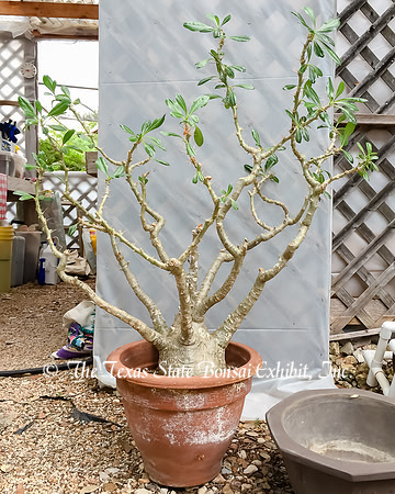 #108 Pachypodium rosulatum