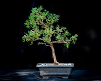 #135E Shimpuku Juniper