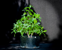 #138E Buttonwood