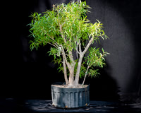 #95E Narrow Leaf Ficus
