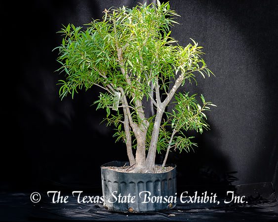 #95E Narrow Leaf Ficus