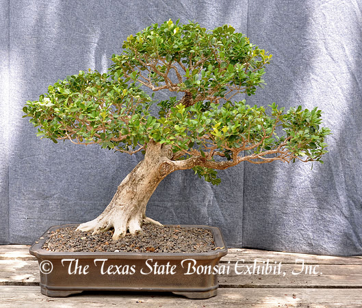 Buxus microphylla 2 (2012 4-30)