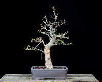 #39 Trident Maple