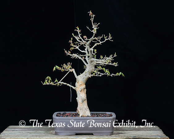 #39 Trident Maple, 03-12-2017