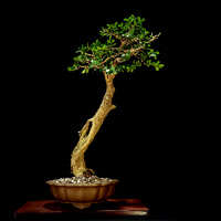#144 Buxus microphylla