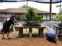 Rebuilding cedar elm bench at MBP