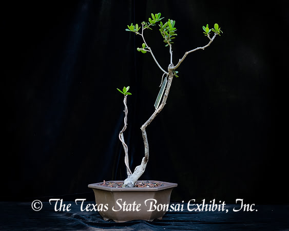 #131E Texas Persimmon