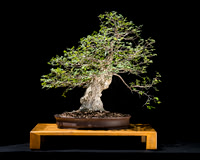 # 55 Ulmus crassifolia (Cedar Elm)