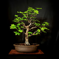 #31 Sweet Gum