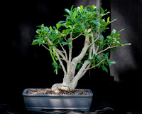#79E Tiger Bark Ficus