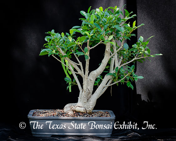 #79E Tiger Bark Ficus