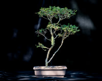 #104E Yatsubusa Elm