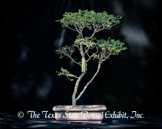 #104E Yatsubusa Elm