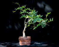 #126E Wisteria