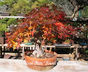 Acer palmatum 1 (December 2003) cared for at Persimmon Hill
