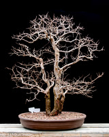 #51 Ulmus crassifolia (Cedar Elm)