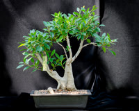 #91E Tiger Bark Ficus