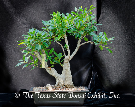 #91E Tiger Bark Ficus