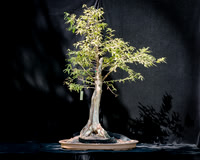 #63E Weeping Bald Cypress