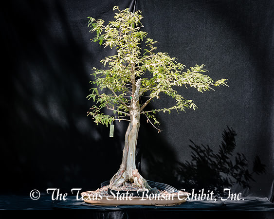 #63E Weeping Bald Cypress Bald Cypress