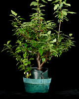 #11 Malus sp.