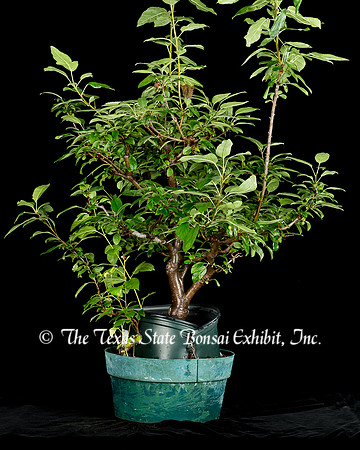 Crabapple (2015-06-21)