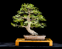 # 54 Ulmus crassifolia (Cedar Elm)
