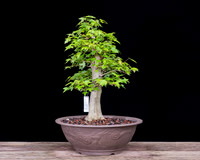 #33 Trident  Maple