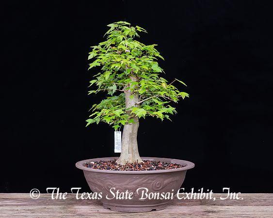 #33 Trident Maple, 03-12-2017