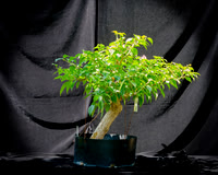 #140E Bougainvillea