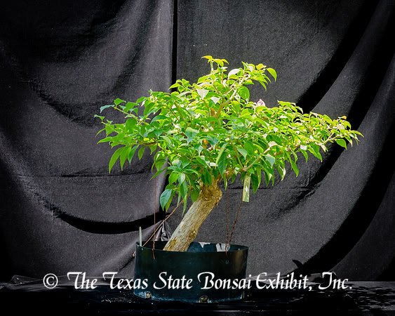 #140E Bougainvillea Glabra Purple?