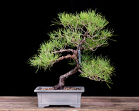 #23 Japanese Black Pine