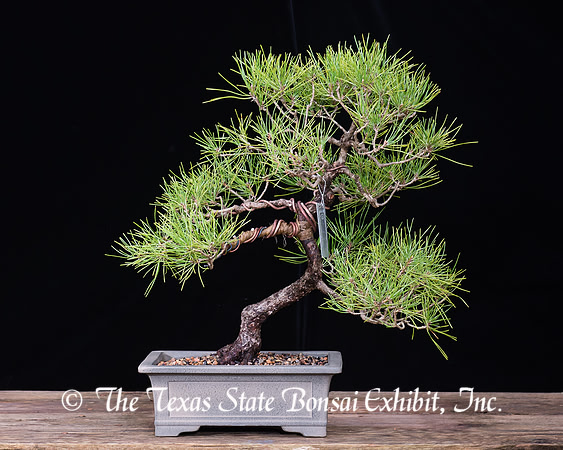 #23 Japanese Black Pine