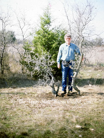 TTSBE Ulmus crassifolia 10 (1992) a in field