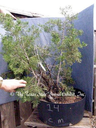TTSBE Juniperus ashei 14 (2009 10-19)