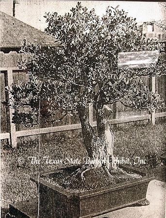 TTSBE Buxus microphylla 1 [1972 4-15] from Houston Post newspaper